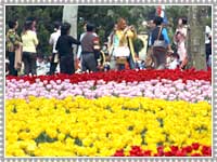 International Flower Festival
