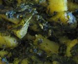 Palak Aloo